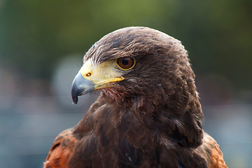 Image showing Golden Eagle