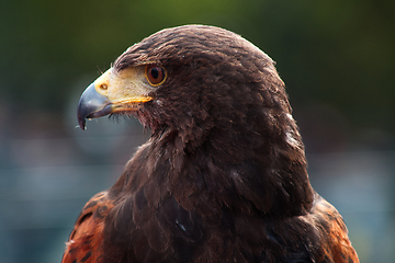 Image showing Golden Eagle