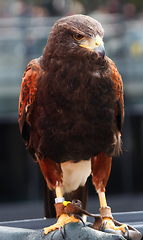 Image showing Golden Eagle