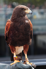 Image showing Golden Eagle