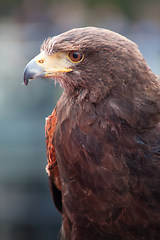 Image showing Golden Eagle