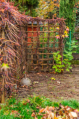 Image showing Autumn and winter gardening - natural privacy screen made of wild grapes  (Parthenocissus quinquefolia)