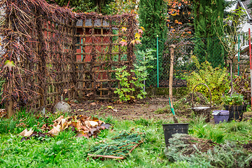 Image showing Autumn and winter gardening - natural privacy screen made of wild grapes  (Parthenocissus quinquefolia)