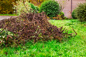 Image showing Autumn and winter gardening - removing  old hedge, old brushwood, gardening cleaning and replanting