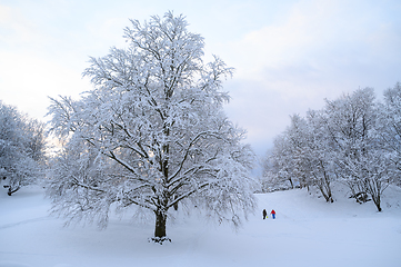 Image showing Winter in Bergen