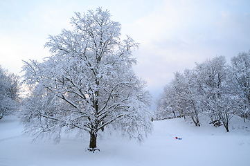 Image showing Snowfun in Bergen, Gamlehaugen