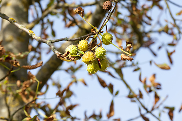 Image showing cracked green chestnut