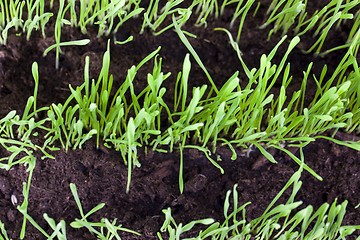 Image showing green grass row