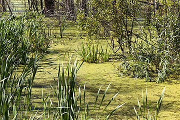 Image showing grass swamp green