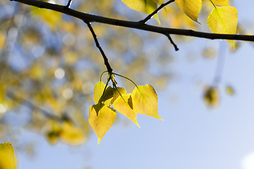 Image showing fresh yellow foliage
