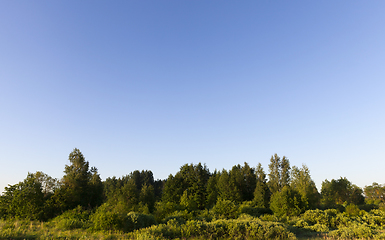 Image showing landscape forest