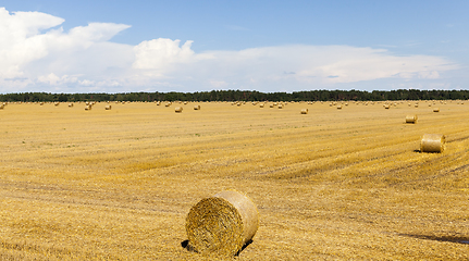 Image showing stack straw in roll