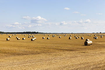 Image showing field stacks of straw