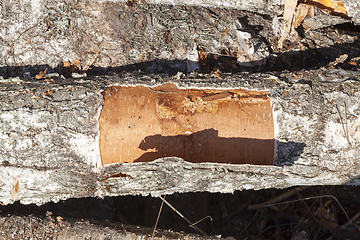 Image showing trunks of birch