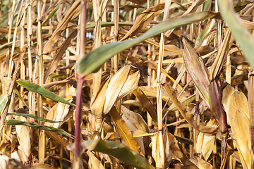 Image showing corn dry agricultural field Autumn season