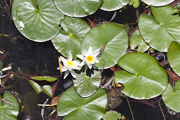 Image showing water lily