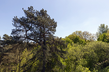 Image showing trees in spring