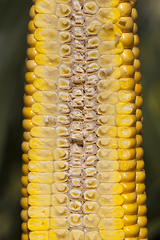 Image showing cut corn cob