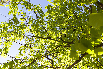 Image showing green foliage