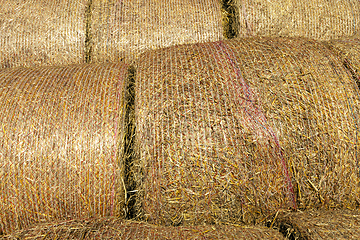 Image showing straw stems