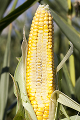 Image showing cob corn