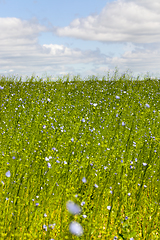 Image showing green plants flax