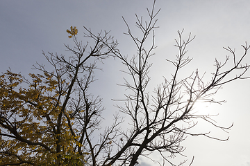 Image showing Trees in autumn