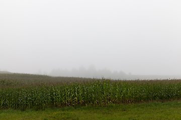 Image showing fog landscape