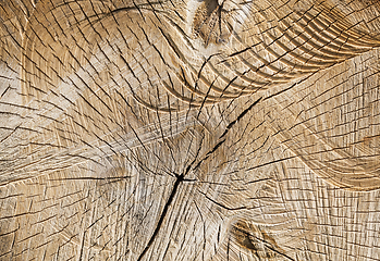 Image showing trunks birch sawn