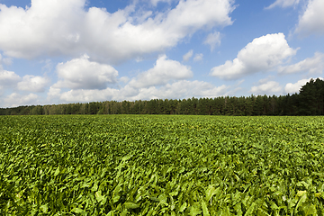 Image showing young beet