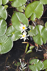 Image showing water lily