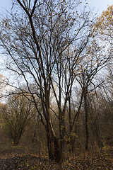 Image showing cloudy rainy late autumn