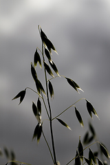 Image showing spikelets of oats