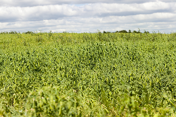 Image showing green pea