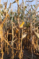 Image showing Ripe corn cob