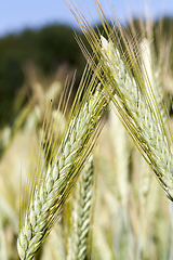 Image showing spikelets of wheat