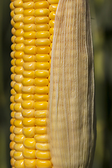 Image showing yellow corn cob