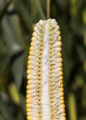 Image showing cob corn structure inside