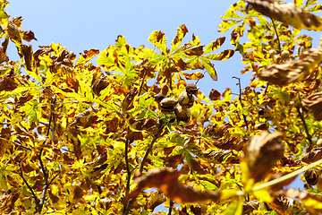 Image showing ripe fruit chestnut