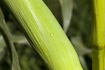 Image showing drops of dew