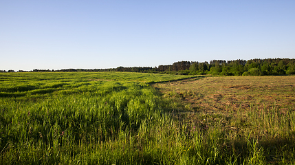 Image showing landscape field