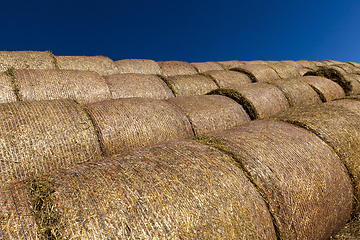 Image showing straw of wheat