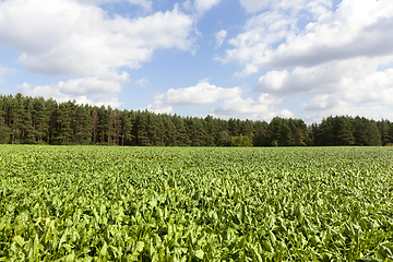 Image showing young beet