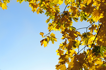 Image showing yellowed maple trees in autumn