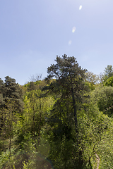 Image showing trees in spring