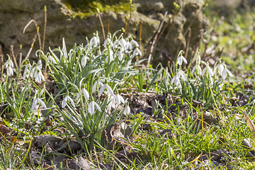 Image showing lots of snowdrop plants