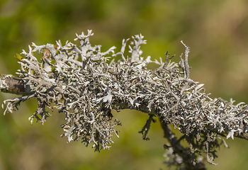 Image showing lichen on twig