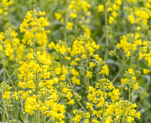 Image showing field of rapeseed closeup