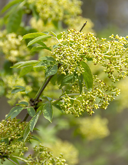 Image showing tree blossom closeup