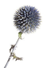 Image showing blue thistle flower